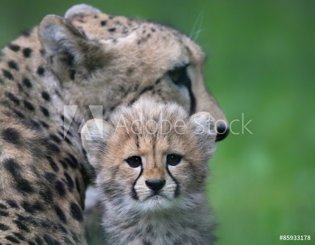 Afbeeldingen van Close-up view of a Cheetah cub in front of his mother 02